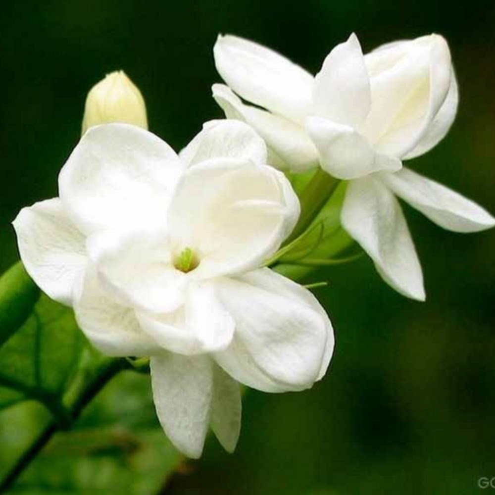 Meet your Posher, Jasmine